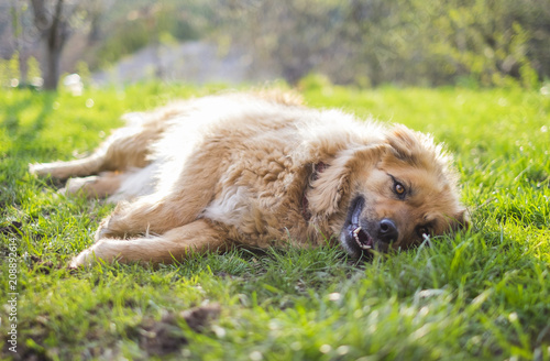 Happy relaxed beautiful fluffy beige dog lying on the grass