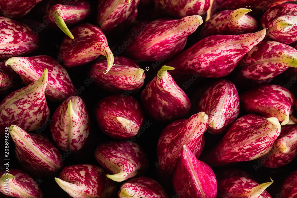 Full frame view of borlotti bean pods, a common bean cultivated in