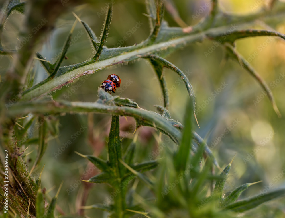Fototapeta premium Ladybeetle Love