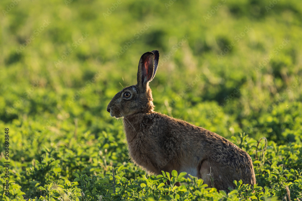 Obraz premium hare in a field