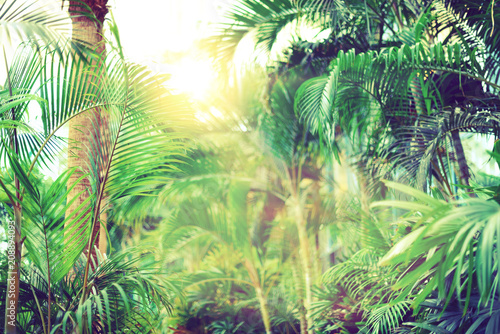 Fototapeta Naklejka Na Ścianę i Meble -  Vintage tropical palm trees. Tropical palm leaves with sun leaks effect. Floral pattern background. Banner, copy space. Exotic palms bokeh, toned. Summer, holiday and travel concept