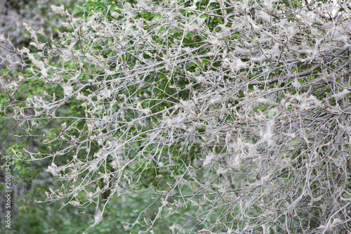 Outbreak of mass reproduction of bird cherry ermine moth, tree is covered with dense cobweb, leaves completely eaten by caterpillars