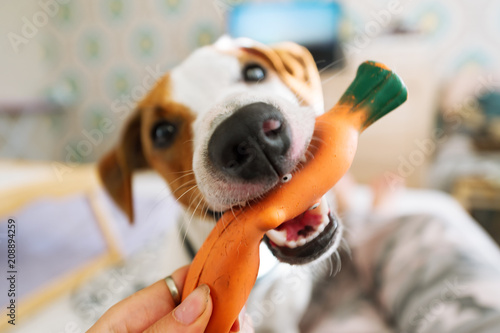 The dog plays with rubber carrot