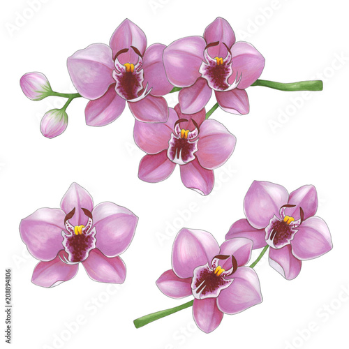 Pink orchids flowers on a white background. Sketch done in alcohol markers
