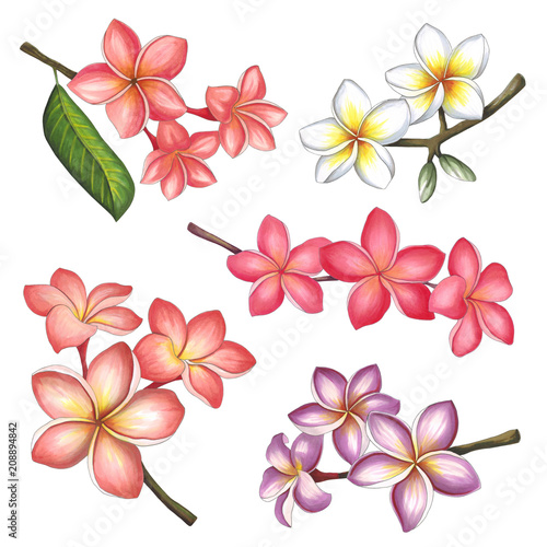Plumeria flowers on a white background. Sketch done in alcohol markers
