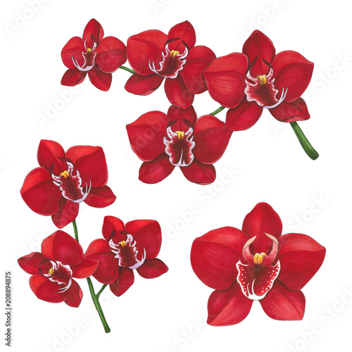 Red orchid flowers on a white background. Sketch done in alcohol markers