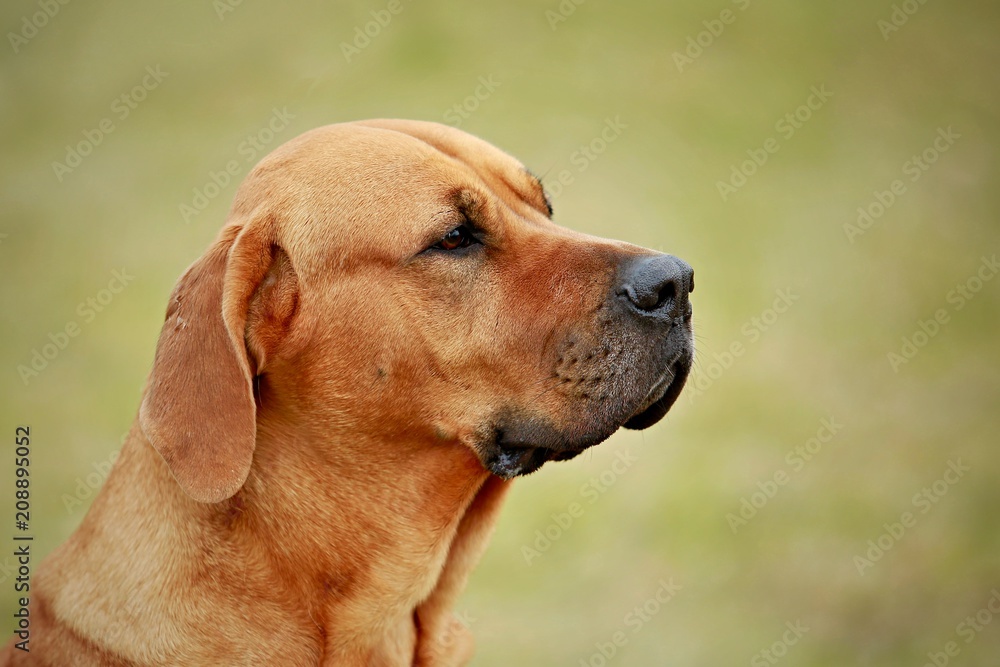 Close up portrait of reddish rhodesian ridgeback, side view detail of head, blurry green and brown background, spring day in park