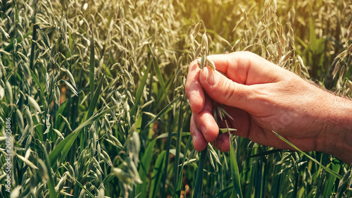 Farmer agronomist touching cultivated green oat plants in field