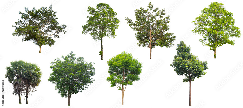 Tree isolated on a white background.
