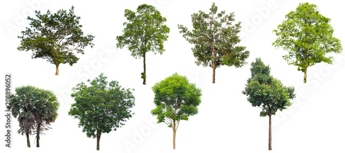 Obraz na płótnie Tree isolated on a white background. w salonie