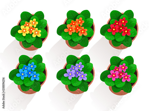 Vector collection of flowers in pot