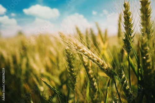 Green wheat growing in cultivated field