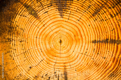 Текстура дерева, срез дерева с кругами и трещинами, крупным планом, жёлто-коричневого цвета
