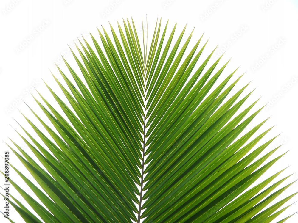 Obraz premium green palm leaf on white background