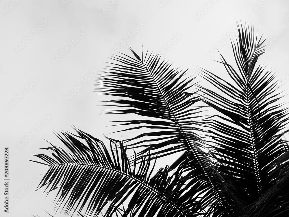 Obraz premium beautiful palms leaf on white background