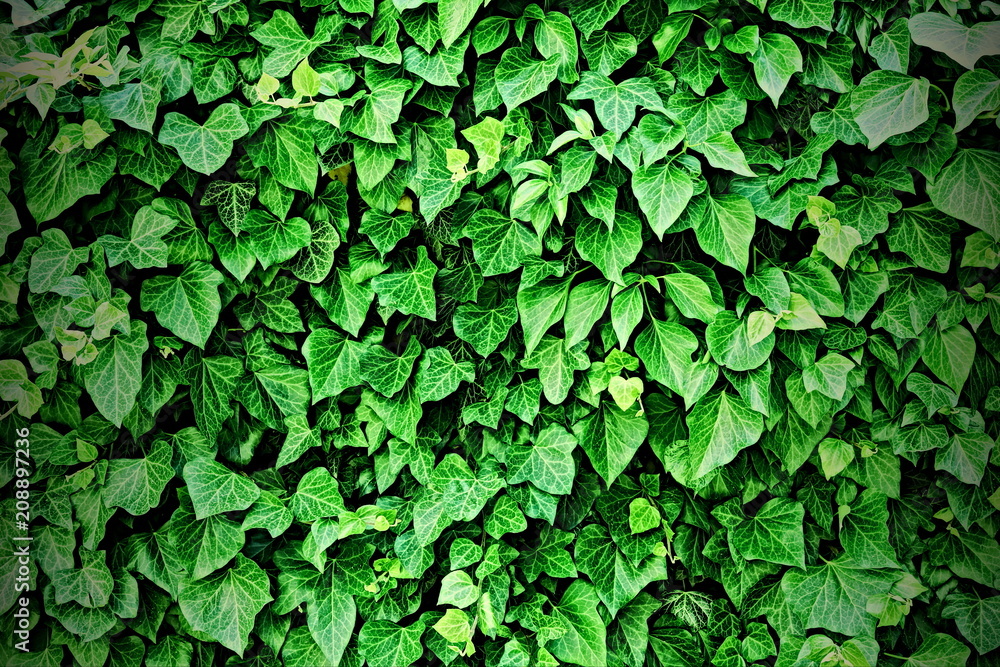 hedge fence. ivy background. toned. hedge fence. ivy background. toned.