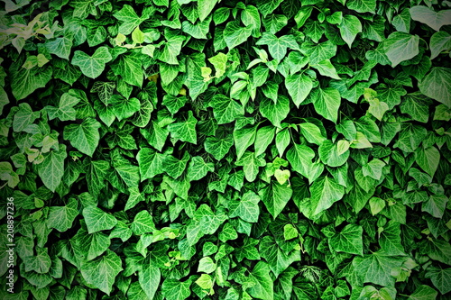 hedge fence. ivy background. toned.