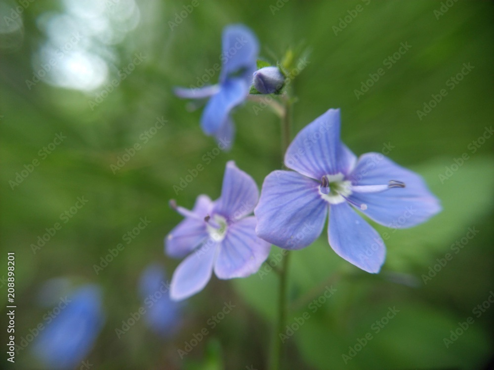 blue flower in forest