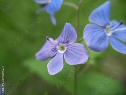 blue flower in forest