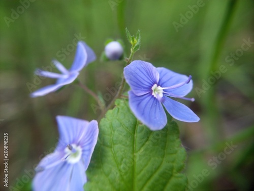 blue flower in forest