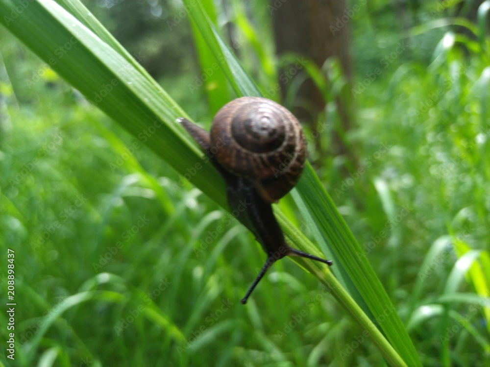 macro photo snails