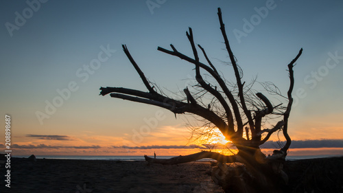 Fallen Tree trunks at Sunset, Taranaki, New Zealand photo