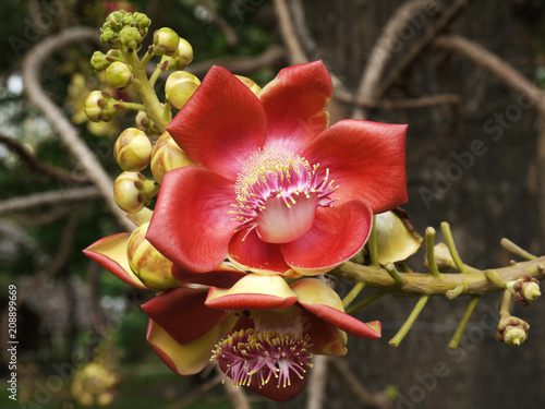 Sal,Shal, Sakhuwan,Sal Tree, Sal of India, Religiosa; Flowers in spring forest; Flowers in spring forest photo