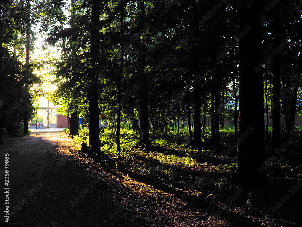 Sunlight penetrating through the trees as rays of light on a misty morning in a public wooded area Sunlight penetrating through the trees as rays of light on a misty morning in a public wooded area