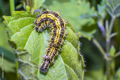yellow black striped caterpillar at green season meadow © Mario Plechaty