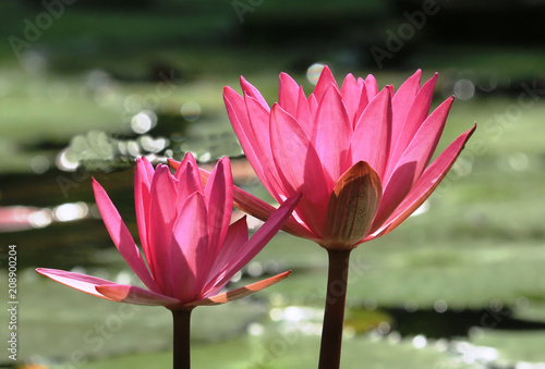 Two blossoming buds of the water lily flower against the background of the green side of the water pond. Bokeh from the glares of the sun, reflections in the water and green foliage.
