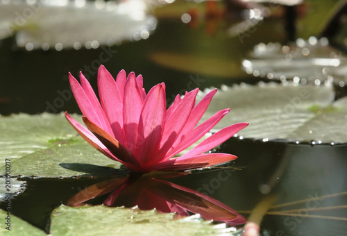 A blossoming flower of a wild water lily on the water.