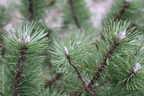 Conifer branch closeup