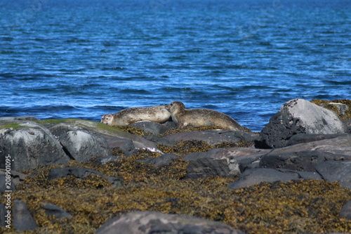 Photography seals on ocean beach