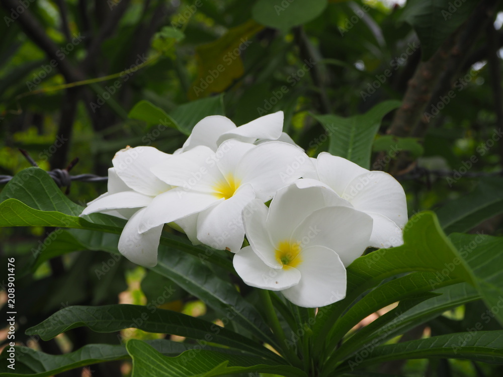 Obraz premium OLYMPUS DIGITAL CAMERA