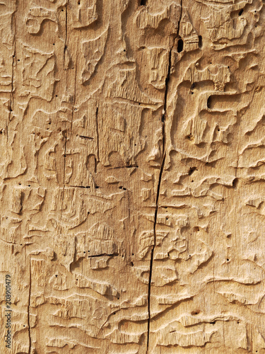 bark texture