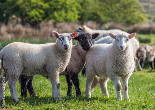 Three Irish Lambs