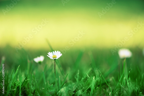 Field of daisy flowers. Fresh green spring grass with sun leaks effect, copy space. Soft Focus. Summer concept. Abstract nature background. Banner