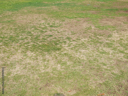 green grass and dry grass