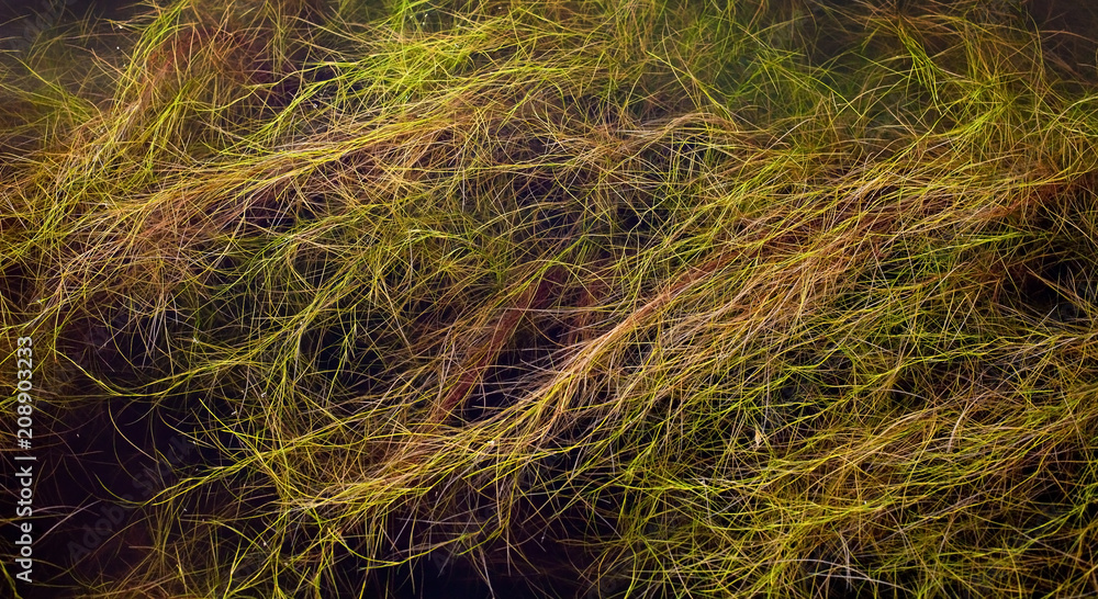 Plant growing in water seen below the surface Plant growing in water seen below the surface
