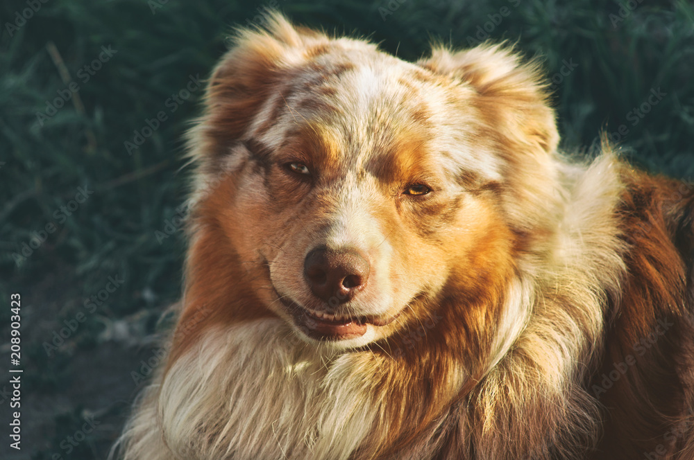 Portrait of a pedigree stately dog happy smiling Australian Shepherd purebred Aussie walks in the park Portrait of a pedigree stately dog happy smiling Australian Shepherd purebred Aussie walks in the park