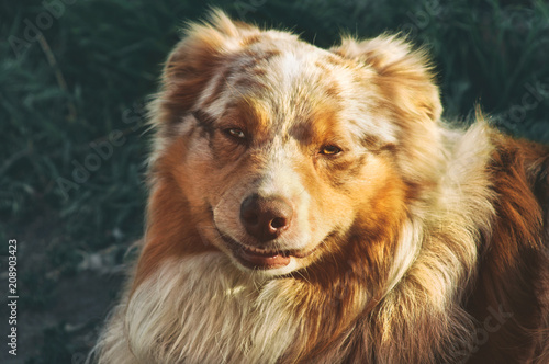 Portrait of a pedigree stately dog happy smiling Australian Shepherd purebred Aussie walks in the park
