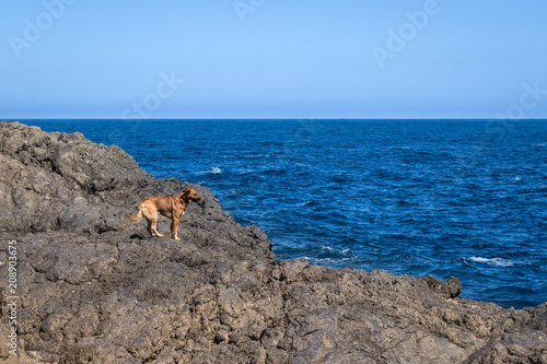 Dog at the Cliffs Tenerife Atlantic 