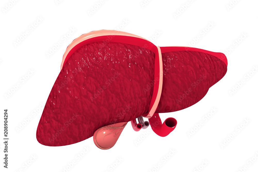 Human liver Human liver