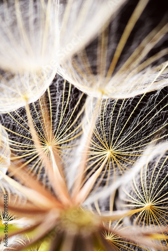 Fototapeta Naklejka Na Ścianę i Meble -  Macro dandelion seeds