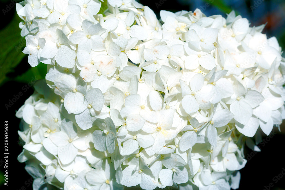 Fototapeta premium white hydrangea flowers. Floral background.