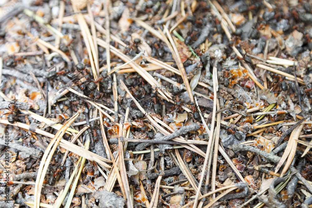 the texture of the forest ant the texture of the forest ant