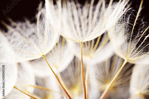 Fototapeta Naklejka Na Ścianę i Meble -  Macro dandelion seeds