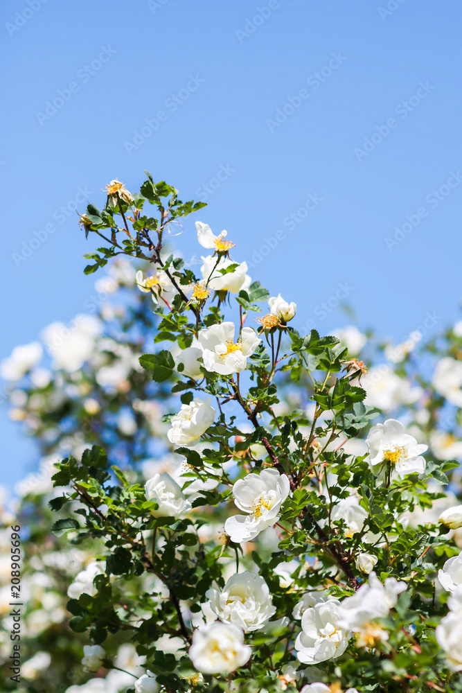 Beautiful white wild roses in bloom on bright blue summer sky background. Dogrose. Beautiful white wild roses in bloom on bright blue summer sky background. Dogrose.