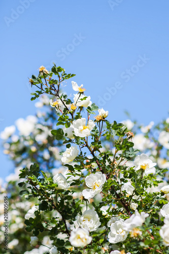 Beautiful white wild roses in bloom on bright blue summer sky background. Dogrose.