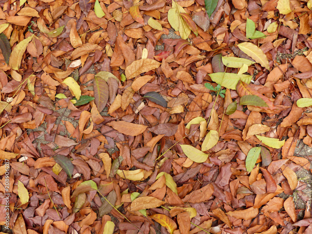 Pile of dry leaves on the grass Pile of dry leaves on the grass